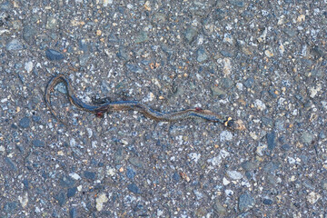 	
Überfahrene Ringelnatter (Natrix natrix) auf einer Straße	
