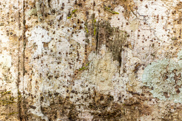 Old wooden texture background that has natural cracks