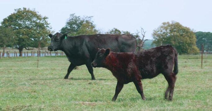 Black Angus cow with calf walking in a breed livestock farm field