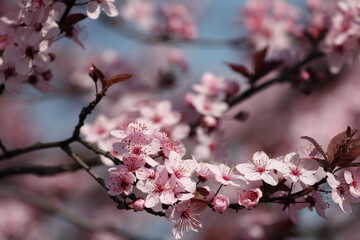 Fruit tree blossoms. Spring beginning background. Bokeh.