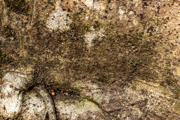 Old wooden texture background that has natural cracks