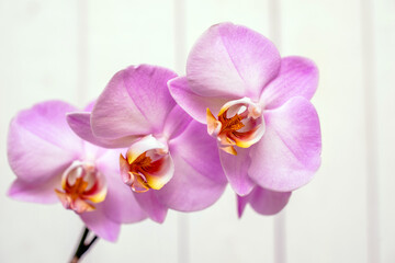 A branch of pink orchids on a white wooden background
