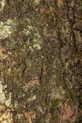 Old wooden texture background that has natural cracks