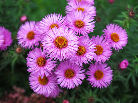 Beautiful pink asters, Aster novae-angliae Harrington's Pink, flowering in a garden