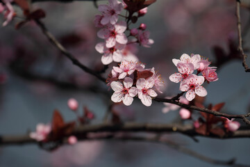 Fruit tree blossoms. Spring beginning background. Bokeh.
