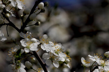 Fruit tree blossoms. Spring beginning background. Bokeh.