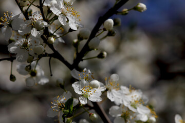 Fruit tree blossoms. Spring beginning background. Bokeh.