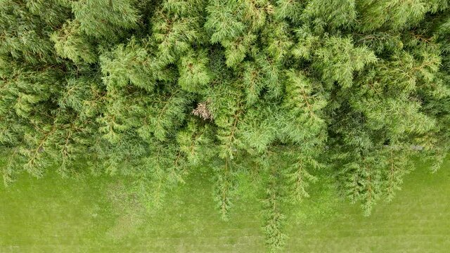 Drone aerial view of garden with lawn and green plant bamboo forests. Chill cozy calm ecology environmental conservation concept footage. Green plants in the garden in Shanghai China