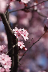 Obraz premium Fruit tree blossoms. Spring beginning background. Bokeh.