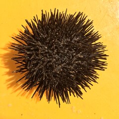 black urchin on yellow background
