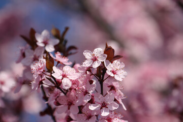 Fruit tree blossoms. Spring beginning background. Bokeh.