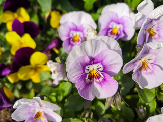Fototapeta na wymiar Close-up on a purple and white pansy flower 