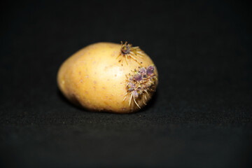 Close up on the sprouting of a potato, on a black background	