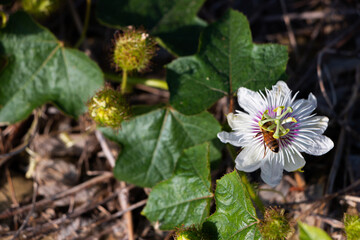 Passiflora incarnata is pollinated by insects.