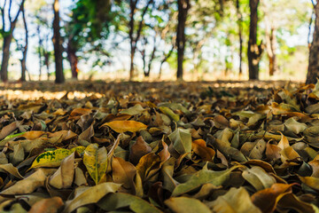 Dry leaves on the ground on a sunny day
