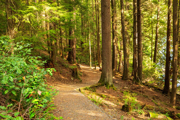 BC forest trail - obrazy, fototapety, plakaty