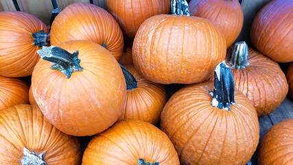 yellow pumpkins in the market