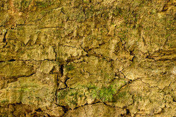 Old wooden texture background that has natural cracks