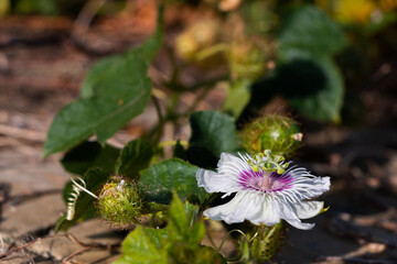 Passiflora incarnata is pollinated by insects.