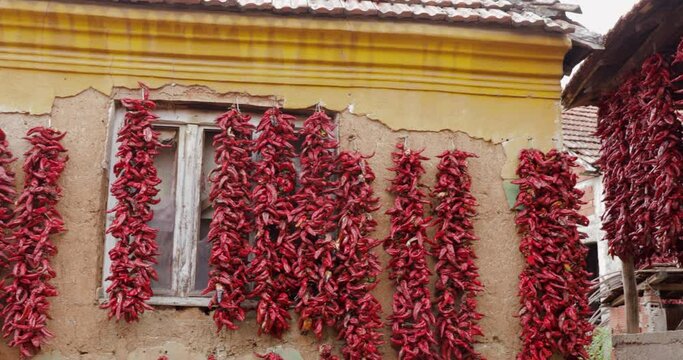 Chilli, sweet and spicy peppers hanging on the old house wall to dry. Traditional way drying peppers.