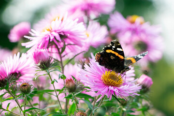A butterfly on flowers. Purple aster. A flower of aster. Flower in garden. Autumn flowers