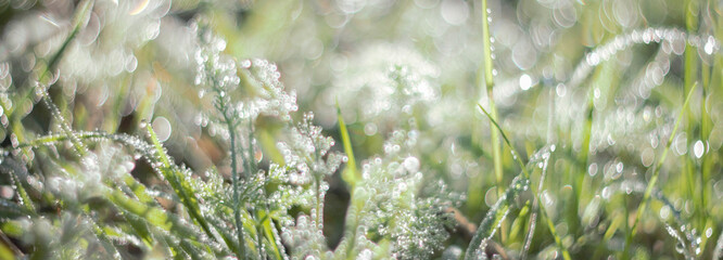 Abstract banner background nature.Green backdrop.Natural life.