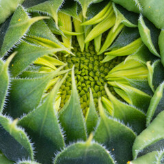 Sunflower buds