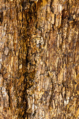 Old wooden texture background that has natural cracks