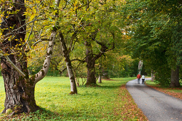 Herbstspaziergang im Herbst mit Hund