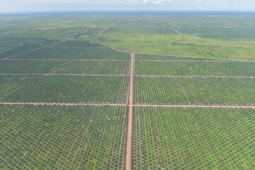 Aerial photo of oil palm plantations in the Banyuasin area, Indonesia