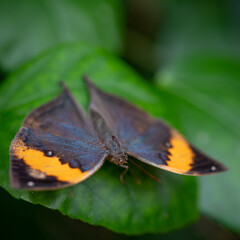 Obraz premium insect macro butterfly closeup wing nature flower green background wildlife