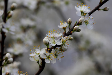 Fruit tree blossoms. Spring beginning background. Bokeh.