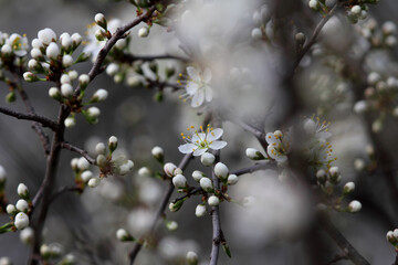 Fruit tree blossoms. Spring beginning background. Bokeh.