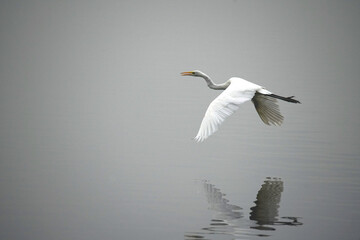 great white heron in flight