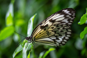 insect macro butterfly closeup wing nature flower green background wildlife