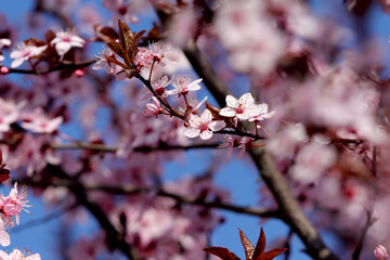Fruit tree blossoms. Spring beginning background. Bokeh.