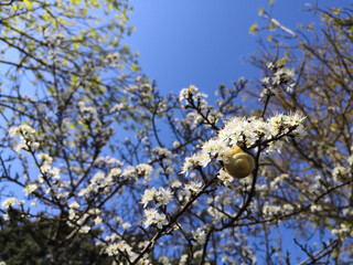 Close-up of a stalk of cherry blossoms in spring	