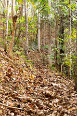 Leaves fell on the grass on a sunny morning