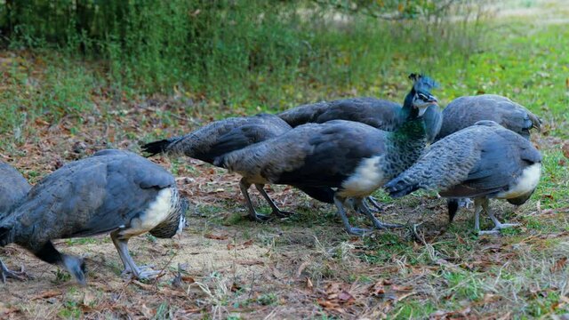 Close-up, a pride of peachicks feeds at a farm, North Carolina, USA