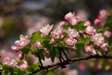 Obraz premium Fruit tree blossoms. Spring beginning background. Bokeh.