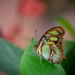 insect macro butterfly closeup wing nature flower green background wildlife