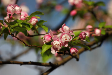 Fruit tree blossoms. Spring beginning background. Bokeh.