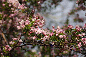 Fruit tree blossoms. Spring beginning background. Bokeh.