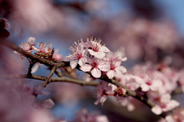 Fruit tree blossoms. Spring beginning background. Bokeh.