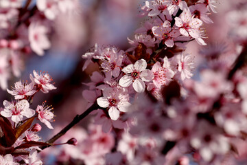 Fruit tree blossoms. Spring beginning background. Bokeh.