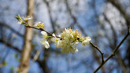 Close-up of a stalk of cherry blossoms in spring	