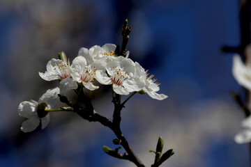 Fruit tree blossoms. Spring beginning background. Bokeh.