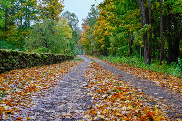 autumn leaves on road and old stone wall covered in moss