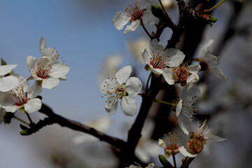 Fruit tree blossoms. Spring beginning background. Bokeh.