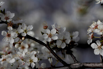Fruit tree blossoms. Spring beginning background. Bokeh.